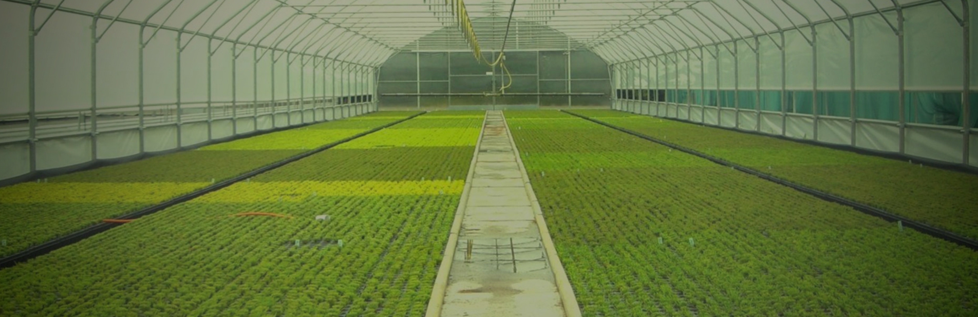 Market Access and Trade Facilitation 